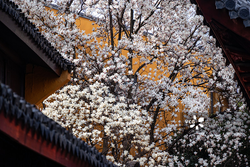 上海龙华寺春天古建筑旁盛开的玉兰花图片素材