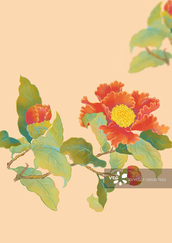 山茶花插画图片素材
