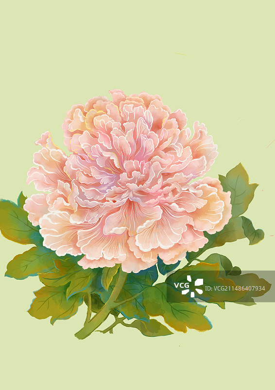 牡丹花水彩插画图片素材