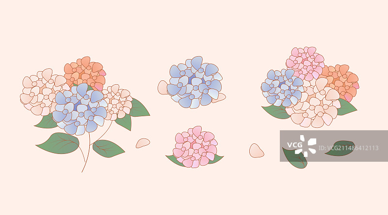 花花朵花束绣球花图片素材