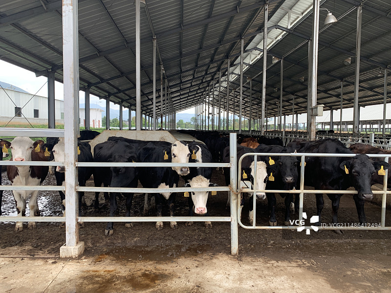 肉牛养殖场图片素材