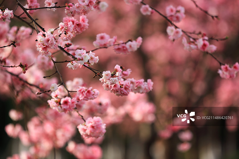 中国云南省昆明市翠湖公园春天里盛开的鲜花图片素材