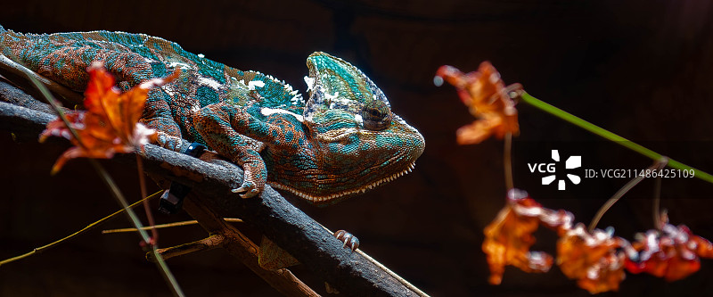 变色龙图片素材