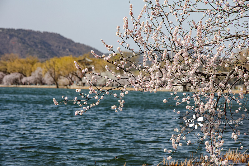 颐和园春天桃花盛开的西堤图片素材
