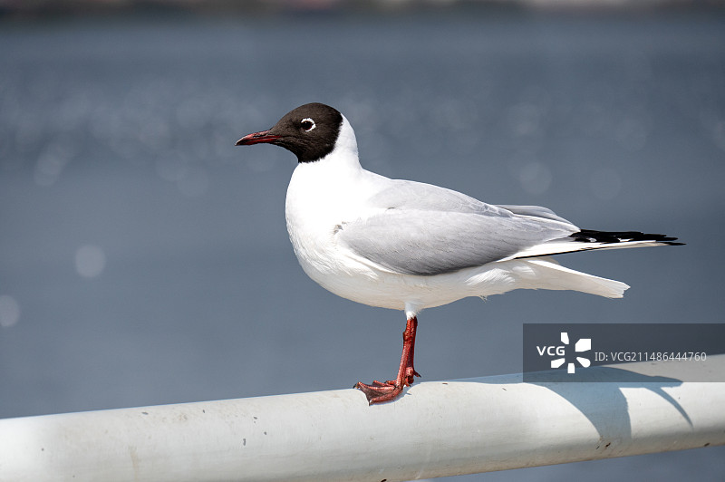 黑头的红嘴鸥图片素材