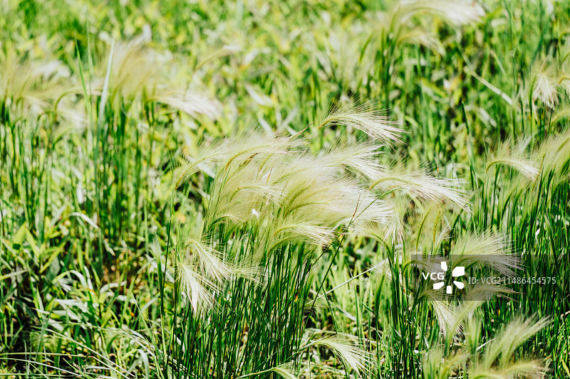 鸡西穆棱河公园图片素材