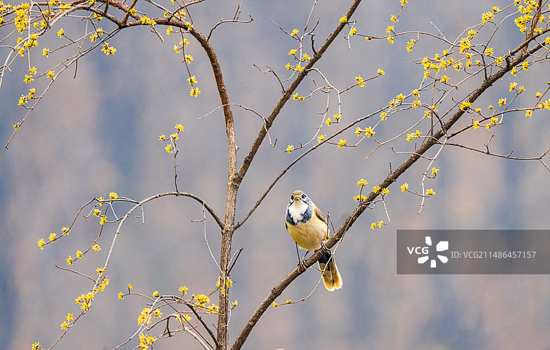 春暖花开，百花齐放，鸟儿在枝头鸣唱，鸟语花香，春天向我们走来图片素材