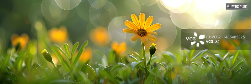 【AI数字艺术】田野上的黄蒲公英花特写镜头图片素材