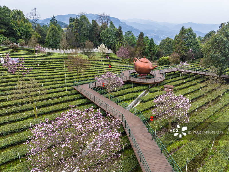玉兰花盛开的茶园——四川省高县大雁岭图片素材