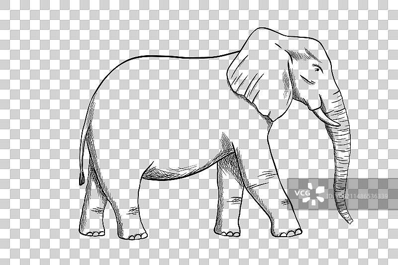 白色背景上的大象线条雕刻素描图片素材