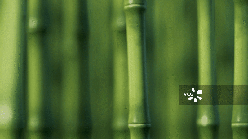 绿色竹子和竹林天然绿色概念3D渲染图片素材