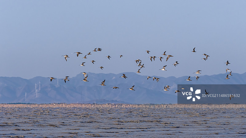 春季的上午，辽东湾，营口一群迁徙的鸟图片素材