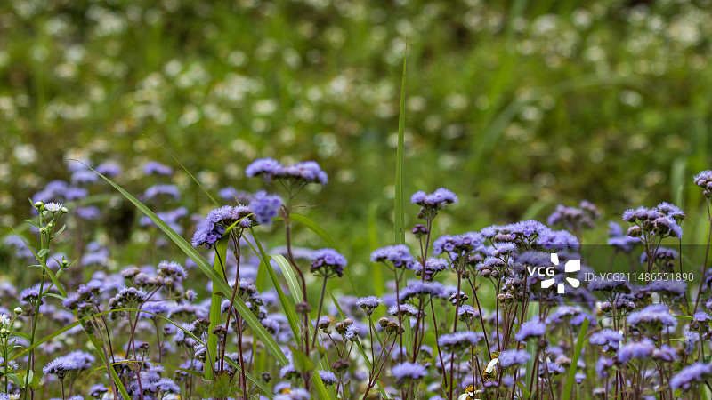 藿香蓟与绿草图片素材