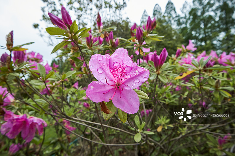 沾着水滴的锦绣杜鹃花特写图片素材