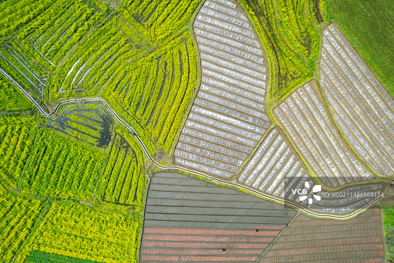 航拍水稻秧田育秧图片素材