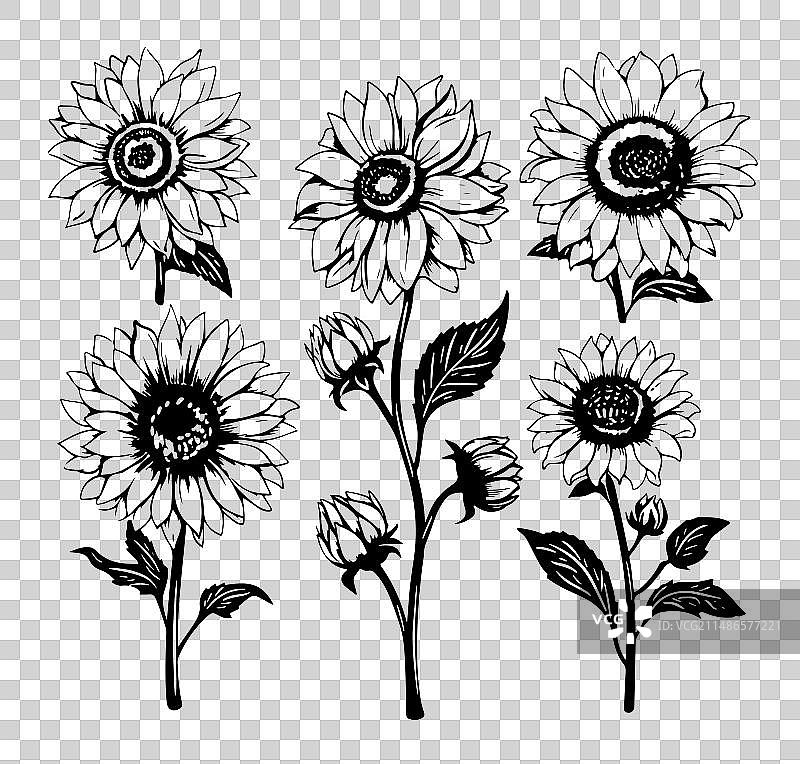 黑白向日葵图片素材