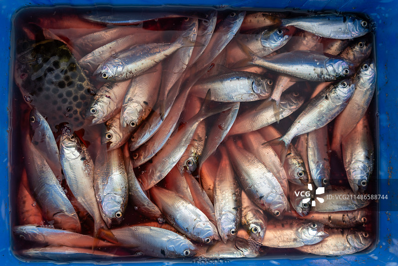 新鲜的海鱼图片素材