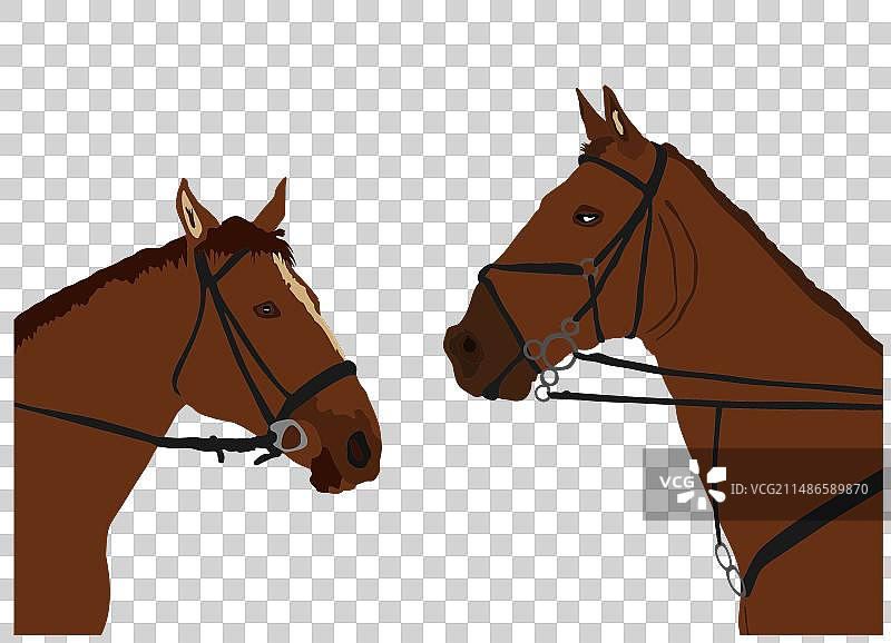 马厩里相爱的马术情侣图片素材