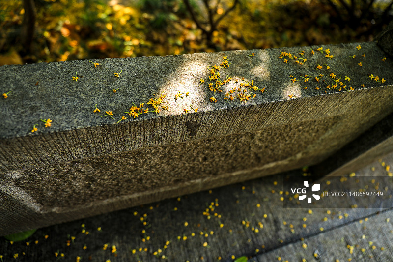 打桂花落满地图片素材