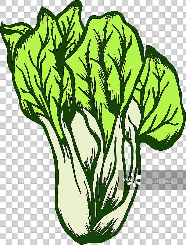 羽衣甘蓝图片素材