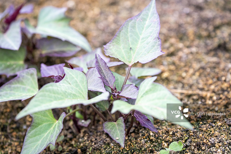 种在地上的地瓜苗图片素材