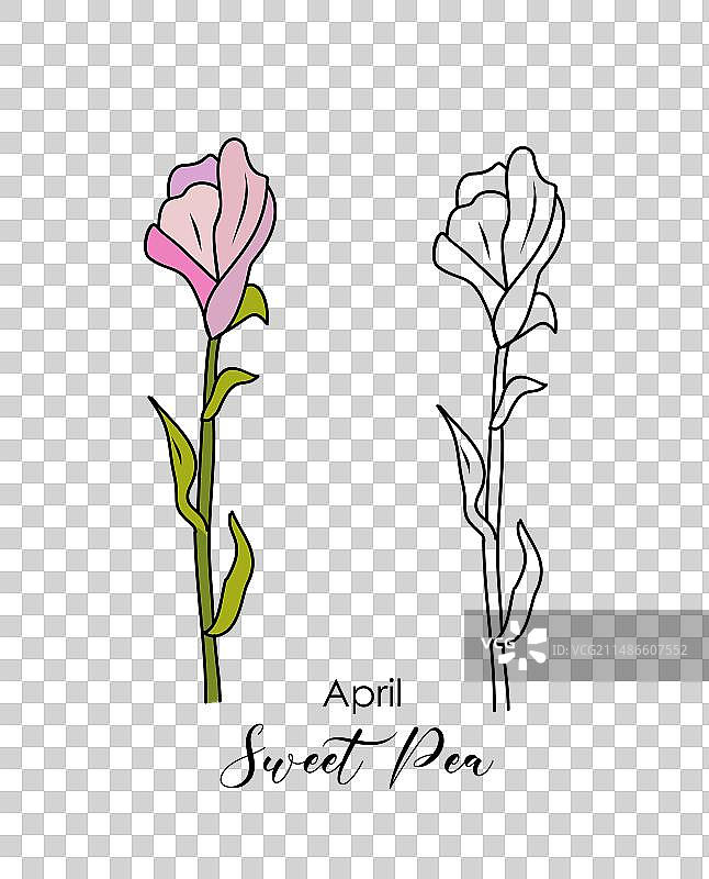 香豌豆四月生辰花绘画图片素材