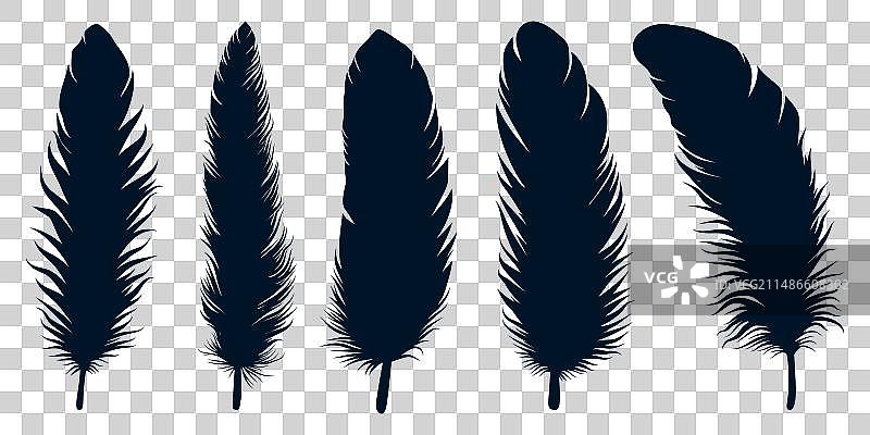 不同类型的鸟类羽毛轮廓艺术图片素材