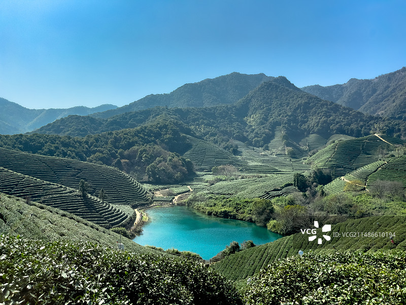 春天里的茶园风光图片素材