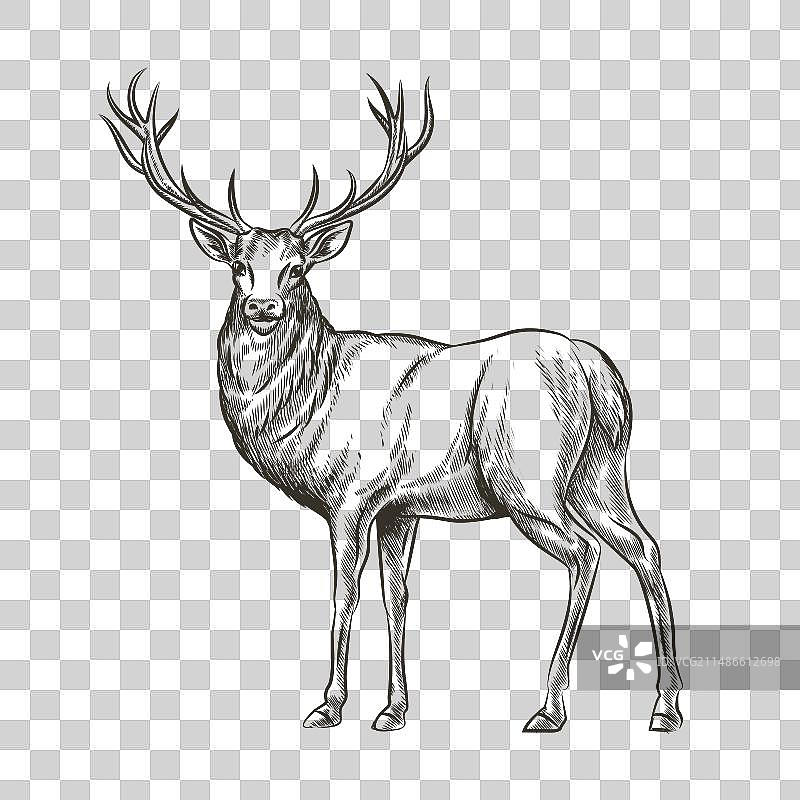 手绘鹿图片素材