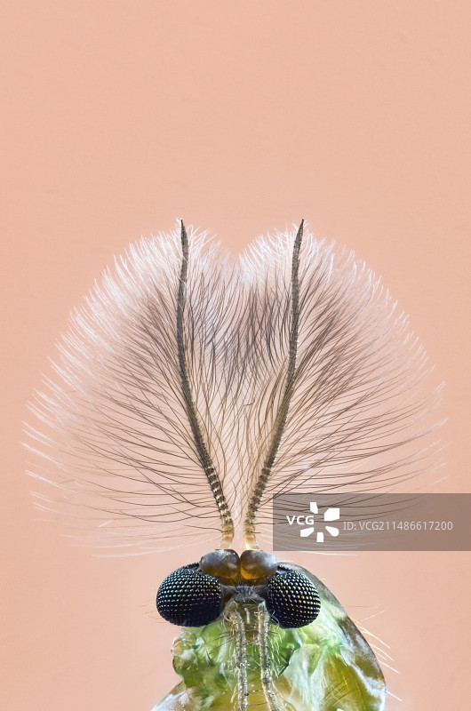 摇蚊触角特写图片素材