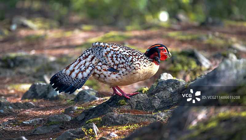 黄腹角雉图片素材