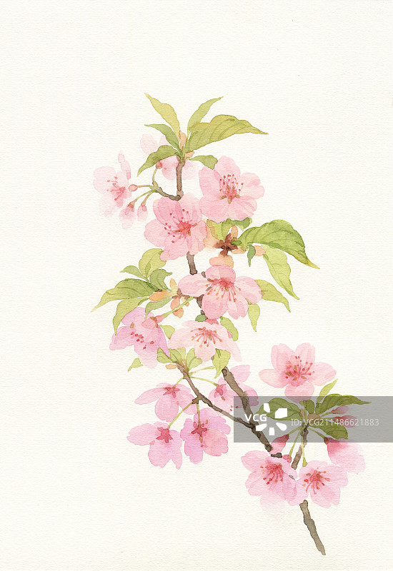 水彩手绘樱花图片素材