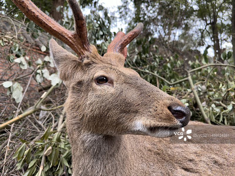 鹿的特写镜头图片素材