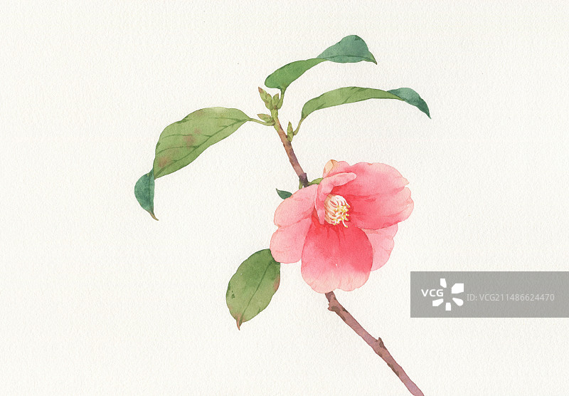 水彩手绘山茶花图片素材
