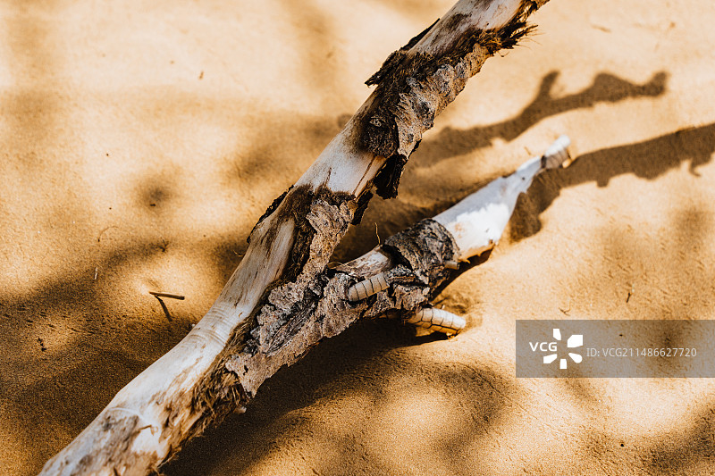 沙漠枯木图片素材