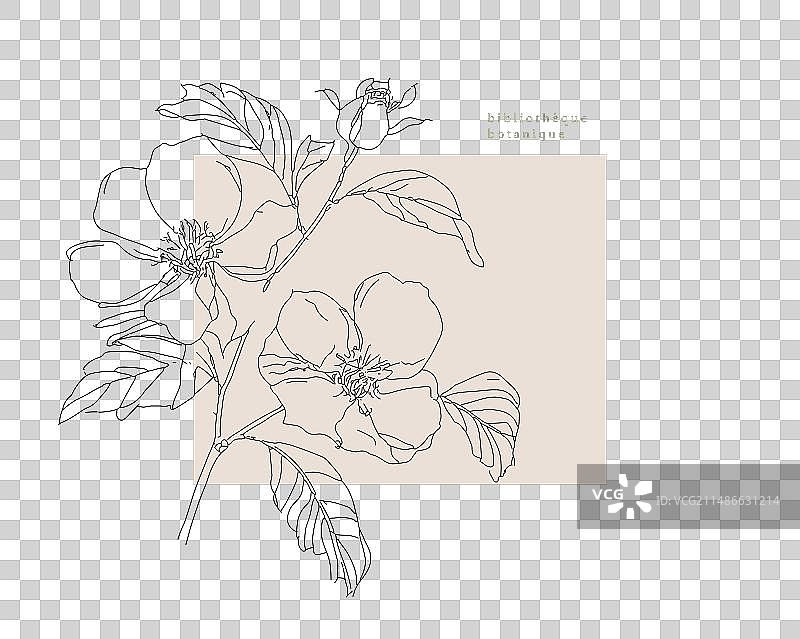 野蔷薇春季花卉抽象图案图片素材