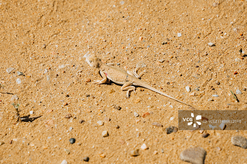 荒漠沙蜥图片素材