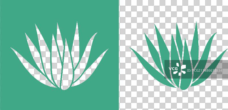 龙舌兰图片素材