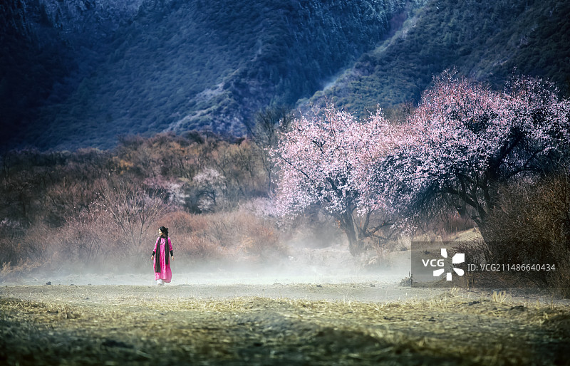 林芝桃花图片素材