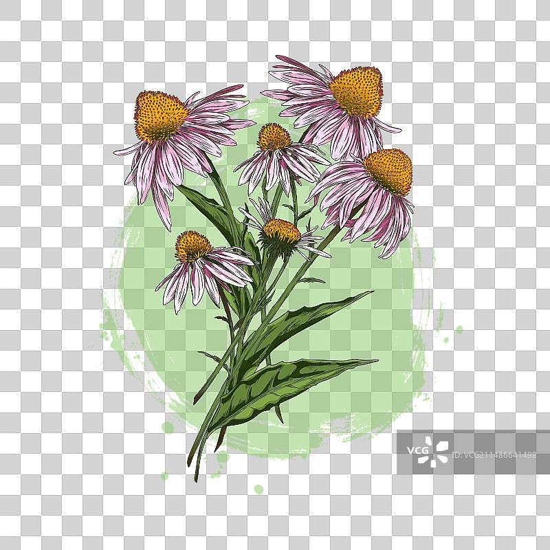 手绘紫锥菊图片素材