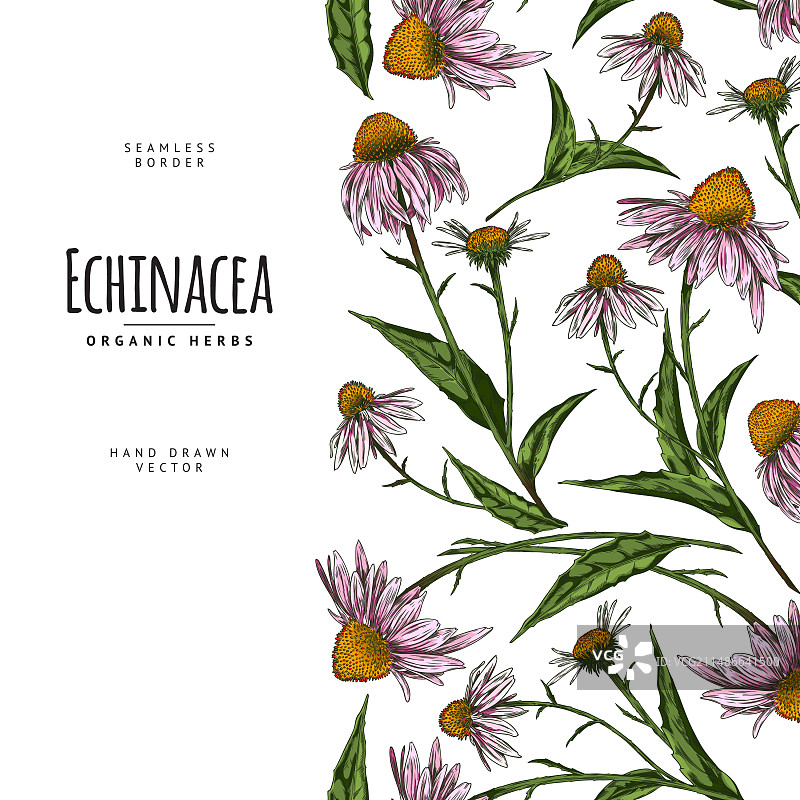 紫锥菊无缝边框图案图片素材