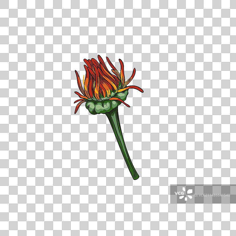 凋谢的金盏花图片素材