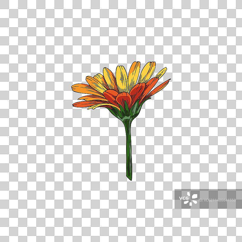 鲜艳的金盏花图片素材