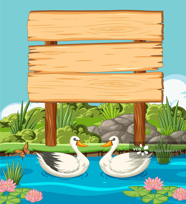 空白木牌旁游泳的两只鸭子图片素材