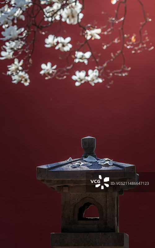 南京清凉山的玉兰花图片素材