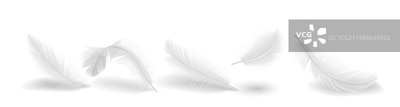 逼真羽毛组合图片素材