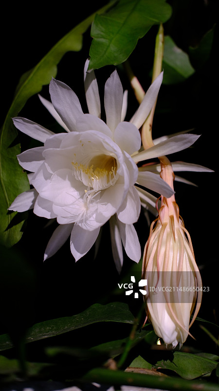 安静的昙花图片素材
