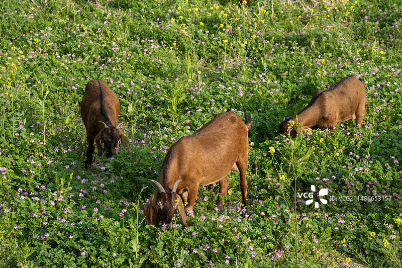 一群黄羊在花田里吃草图片素材