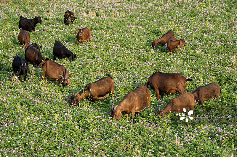 一群黄羊在花田里吃草图片素材