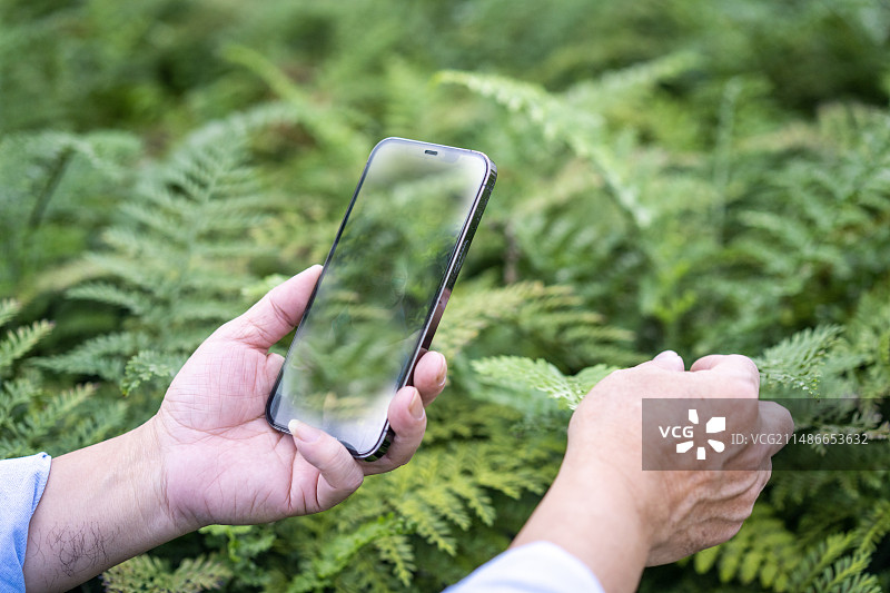 一双男人的手拿着手机拍摄植物图片素材